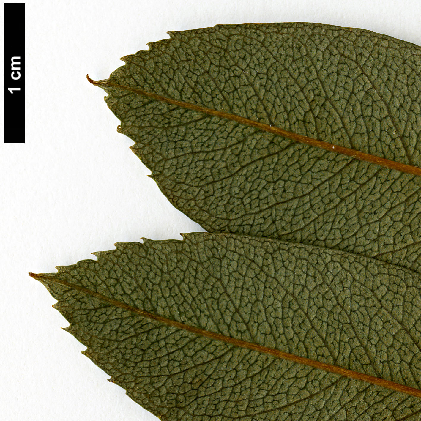 High resolution image: Family: Rosaceae - Genus: Sorbus - Taxon: KR 3647B (sect. discolores)